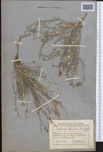 Oxytropis floribunda (Pall.)DC., Middle Asia, Muyunkumy, Balkhash & Betpak-Dala (M9) (Kazakhstan)