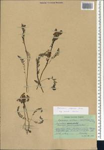 Pedicularis uliginosa Bunge, Siberia, Altai & Sayany Mountains (S2) (Russia)