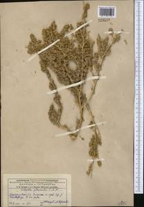 Halogeton glomeratus (Stephan ex M. Bieb.) C. A. Mey., Middle Asia, Muyunkumy, Balkhash & Betpak-Dala (M9) (Kazakhstan)