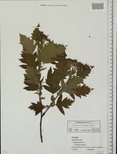 Crataegus nigra Waldst. & Kit., Eastern Europe, Moscow region (E4a) (Russia)