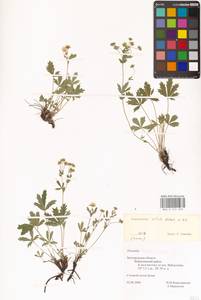 Potentilla patula Waldst. & Kit., Eastern Europe, Central forest-and-steppe region (E6) (Russia)