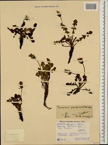Taraxacum porphyranthum Boiss., Caucasus, North Ossetia, Ingushetia & Chechnya (K1c) (Russia)