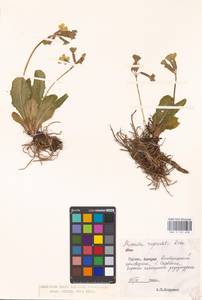 Primula ruprechtii Kusnezowa ex Lipsky, Caucasus, Georgia (K4) (Georgia)