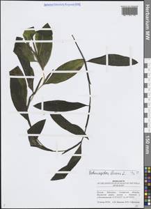 Potamogeton lucens L., Eastern Europe, Middle Volga region (E8) (Russia)