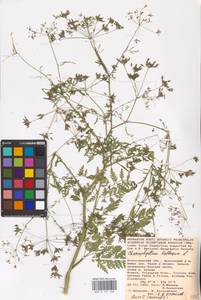Chaerophyllum bulbosum L., Eastern Europe, Lower Volga region (E9) (Russia)