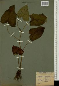 Cicerbita petiolata (C. Koch) Gagnidze, Caucasus, Krasnodar Krai & Adygea (K1a) (Russia)