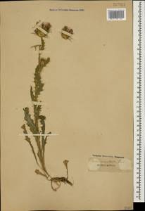 Carduus onopordioides Fisch. ex M. Bieb., Caucasus, Azerbaijan (K6) (Azerbaijan)