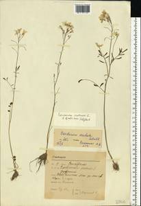 Cardamine pratensis L., Eastern Europe, Moscow region (E4a) (Russia)