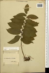 Polygonatum glaberrimum K.Koch, Caucasus, North Ossetia, Ingushetia & Chechnya (K1c) (Russia)