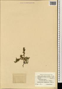 Nonea caspica (Willd.) G. Don, Caucasus, Armenia (K5) (Armenia)