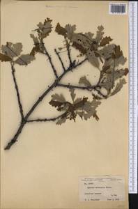 Quercus macrocarpa Michx., America (AMER) (United States)