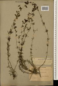 Galium verum subsp. verum, Caucasus, Dagestan (K2) (Russia)