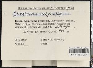 Cnestrum alpestre (Wahlenb.) Nyholm, Bryophytes, Bryophytes - Chukotka & Kamchatka (B21) (Russia)