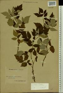 Rubus idaeus L., Eastern Europe, Central forest region (E5) (Russia)