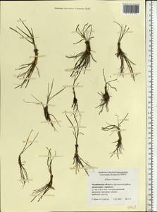 Allium lineare L., Eastern Europe, Eastern region (E10) (Russia)