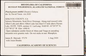 Platyhypnum smithii (Sw.) Ochyra, Bryophytes, Bryophytes - America (BAm) (United States)