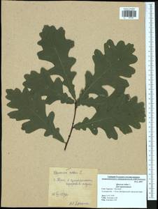 Quercus robur L., Eastern Europe, Central region (E4) (Russia)