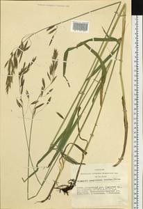 Bromus pumpellianus Scribn., Siberia, Altai & Sayany Mountains (S2) (Russia)