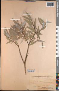 Salix rosmarinifolia L., Middle Asia, Northern & Central Kazakhstan (M10) (Kazakhstan)