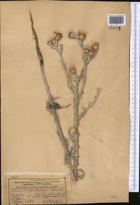 Cousinia platylepis Schrenk ex Fisch. & C. A. Mey., Middle Asia, Dzungarian Alatau & Tarbagatai (M5) (Kazakhstan)