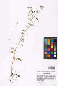 Coriandrum sativum L., Eastern Europe, Moscow region (E4a) (Russia)