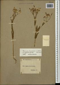 Gypsophila vaccaria (L.) Sm., Caucasus, Armenia (K5) (Armenia)