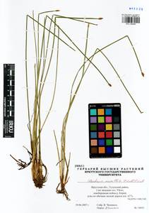 Eleocharis mamillata (H.Lindb.) H.Lindb., Siberia, Baikal & Transbaikal region (S4) (Russia)