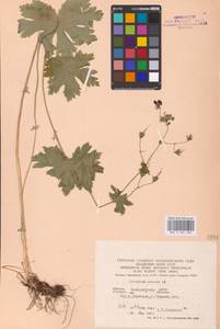 Geranium phaeum L., Eastern Europe, West Ukrainian region (E13) (Ukraine)