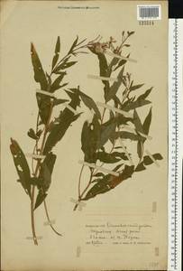 Chamaenerion angustifolium (L.) Scop., Eastern Europe, Belarus (E3a) (Belarus)