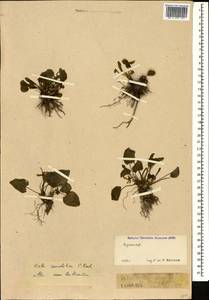 Viola somchetica C. Koch, Caucasus, Armenia (K5) (Armenia)