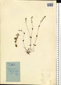 Veronica serpyllifolia L., Siberia, Central Siberia (S3) (Russia)