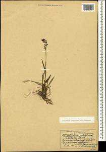 Paracolpodium colchicum (Albov) Tzvelev, Caucasus, South Ossetia (K4b) (South Ossetia)