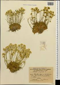 Draba hispida Willd., Caucasus, South Ossetia (K4b) (South Ossetia)