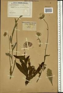 Carduus defloratus subsp. glaucus (Baumg.) Nyman, Eastern Europe, South Ukrainian region (E12) (Ukraine)