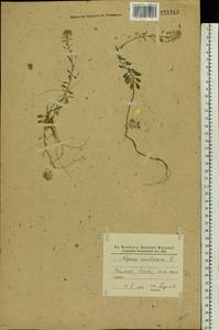 Alyssum gmelinii Jord. & Fourr., Eastern Europe, North Ukrainian region (E11) (Ukraine)