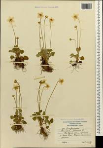 Parnassia palustris L., Caucasus, South Ossetia (K4b) (South Ossetia)