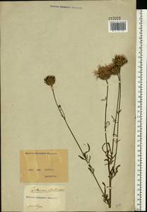 Centaurea scabiosa L., Eastern Europe, North Ukrainian region (E11) (Ukraine)