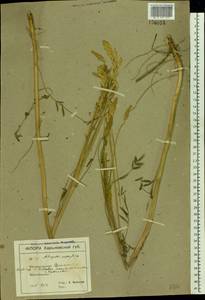 Astragalus asper Jacq., Eastern Europe, North Ukrainian region (E11) (Ukraine)