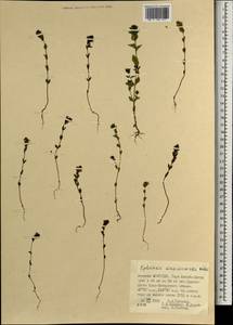 Euphrasia maximowiczii Wettst. ex Palibin, Mongolia (MONG) (Mongolia)