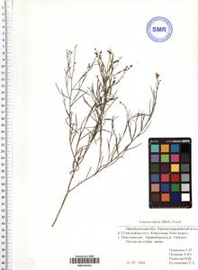 Linaria odora (M. Bieb.) Fisch., Eastern Europe, Eastern region (E10) (Russia)