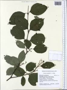 Cornus sanguinea subsp. australis (C.A.Mey.) Jáv., Western Europe (EUR) (Bulgaria)