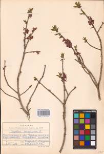 Daphne mezereum L., Eastern Europe, Western region (E3) (Russia)