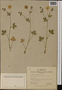 Potentilla grandiflora L., Western Europe (EUR) (Switzerland)