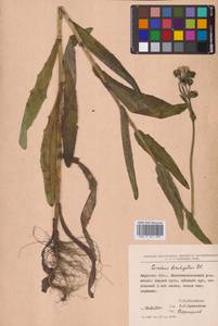 Sonchus brachyotus DC., Siberia, Russian Far East (S6) (Russia)