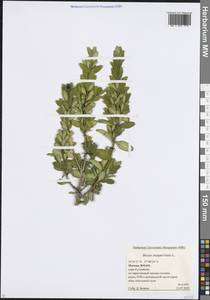 Buxus sempervirens L., Eastern Europe, Moscow region (E4a) (Russia)