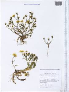 Crepis nigrescens × tectorum, Eastern Europe, Northern region (E1) (Russia)