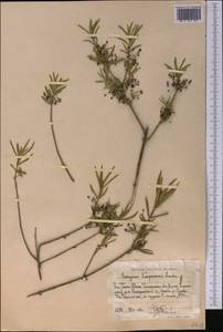 Euonymus nanus M. Bieb., Middle Asia, Western Tian Shan & Karatau (M3) (Uzbekistan)