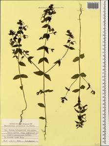 Rhynchocorys orientalis (L.) Benth., Caucasus, Stavropol Krai, Karachay-Cherkessia & Kabardino-Balkaria (K1b) (Russia)