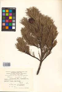 Pinus mugo Turra, Eastern Europe, West Ukrainian region (E13) (Ukraine)