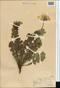 Glaucium fimbrilligerum Boiss., Middle Asia, Western Tian Shan & Karatau (M3) (Kazakhstan)